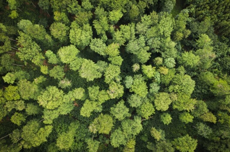 Above shot of green forest trees